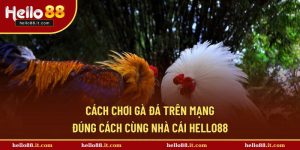 Cách Chơi Gà Đá Trên Mạng Đúng Cách Cùng Nhà Cái Hello88