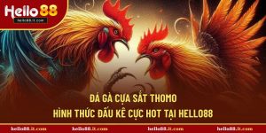Đá Gà Cựa Sắt Thomo - Hình Thức Đấu Kê Cực Hot Tại Hello88