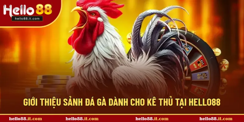 Giới thiệu sảnh hot đá gà tại Hello88