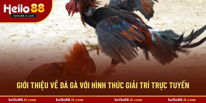 Giới thiệu về đá gà trực tuyến