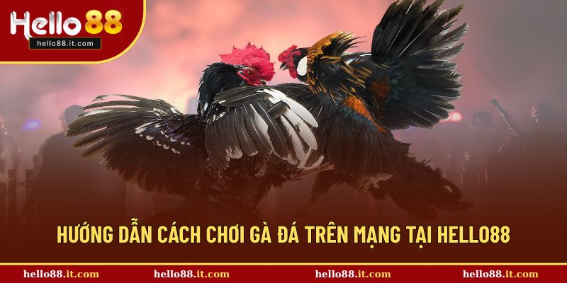 Cách chơi gà đá trên mạng tại Hello88 dễ tham gia