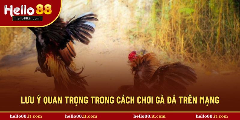 Lưu ý quan trọng trong cách chơi gà đá trực tuyến