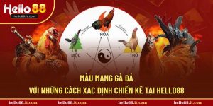 Màu mạng gà đá