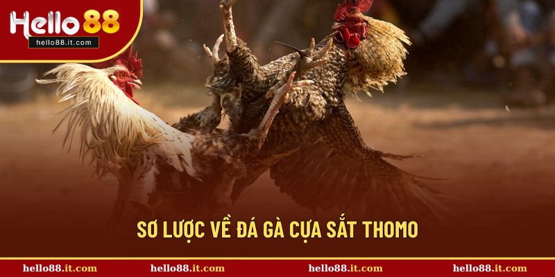 Đôi nét cơ bản về tựa game đá gà cựa sắt thomo 