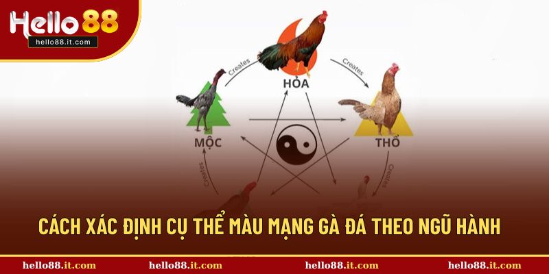Xác định cụ thể màu mạng của gà đá theo ngũ hành