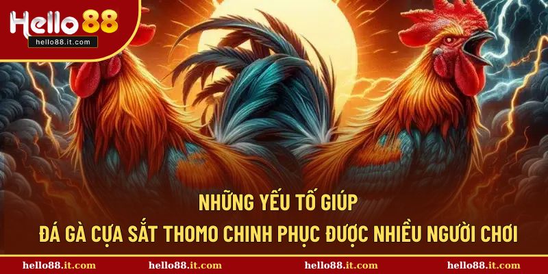 Yếu tố quan trọng giúp đá gà cựa sắt hút khách